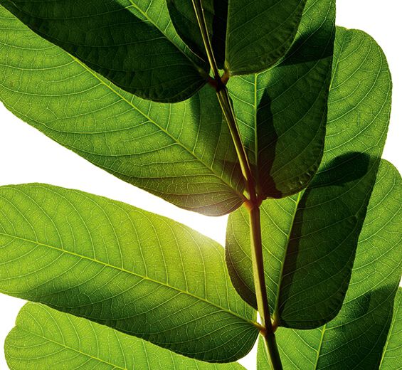 Senna-Senna-uute-Cassia alata leaf extract