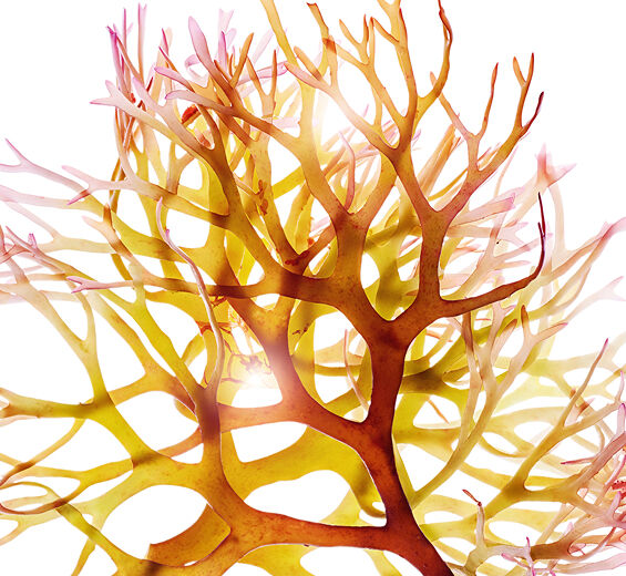 Irlantilainen sammal-Irlantilainen sammaluute-Chondrus crispus (carrageenan) extract