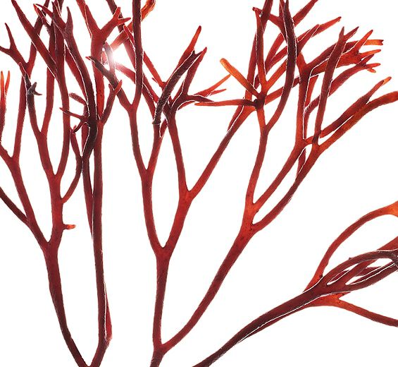 Furcellaria-Furcellaria-uute-Furcellaria lumbricalis extract