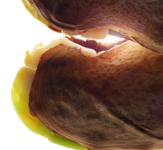 Villimango-Villimango-voi-Irvingia gabonensis kernel butter