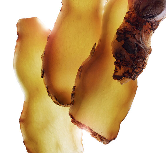 Zerumbet-inkivääri-Zerumbet-inkiväärin uute-Zingiber zerumbet extract