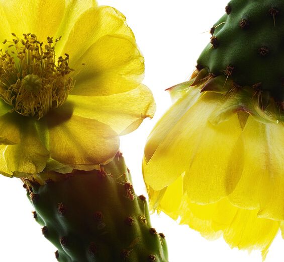 Nopal-Nopal-uute-Hydrolyzed opuntia ficus-indica flower extract