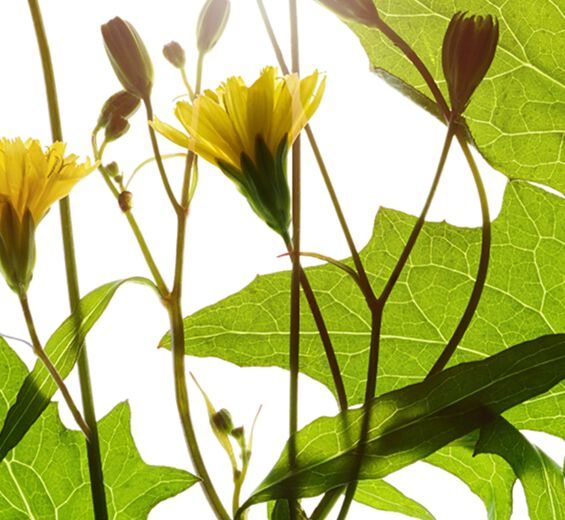 Nippulehti-Nippakukka-uute-Lapsana communis flower/leaf/stem extract