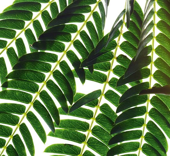 Albizia-Albizia-uute-Albizia julibrissin bark extract