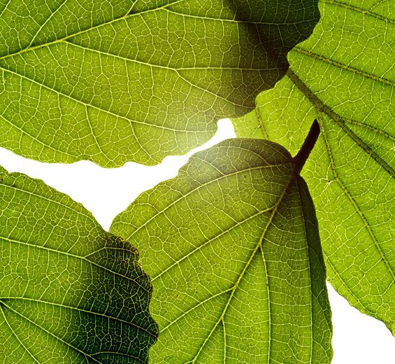 P&auml;hkin&auml;pensas-Noidanp&auml;hkin&auml;-uute-Hamamelis virginiana (witch hazel) leaf extract