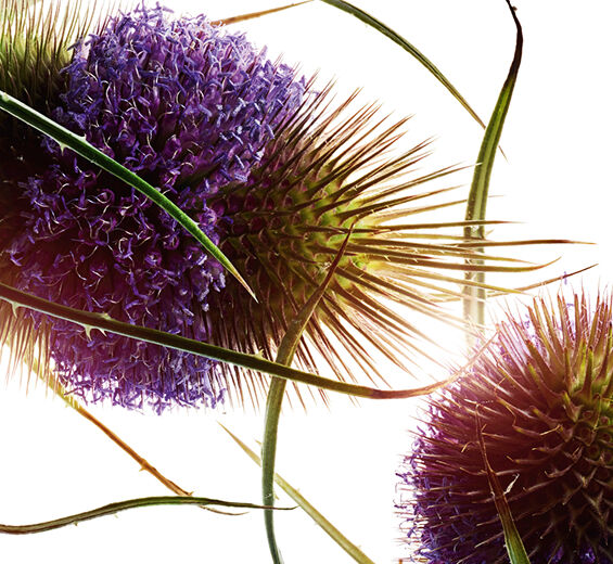 Teasel-Teasel-uute-Dipsacus sylvestris extract