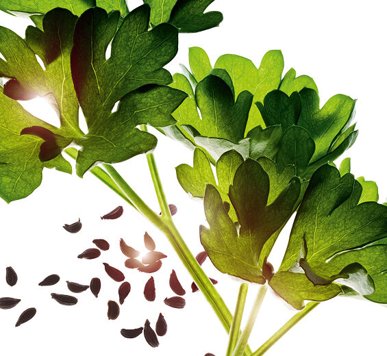 Peterseli-Persiljieteeru-Carum petroselinum (parsley) seed oil