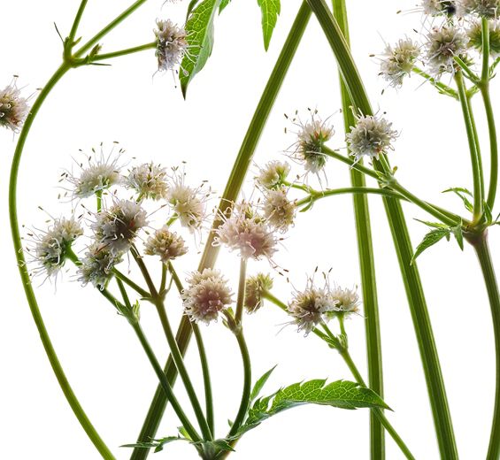 Sanikkeli-Orgaaninen saniainen uute-Sanicula europaea extract