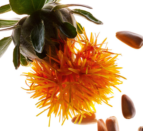 Safflower-Auringonkukkaekstrakti-Carthamus tinctorius (safflower) seedcake extract