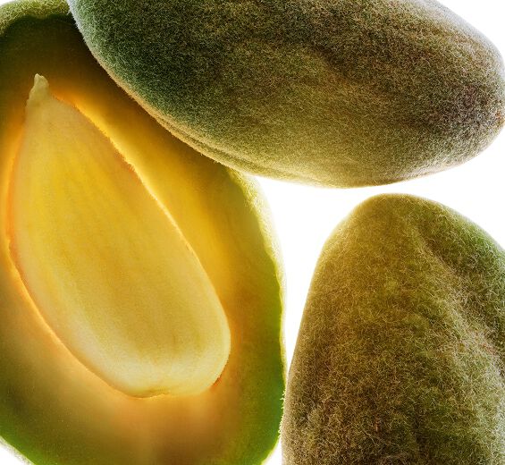 Mantelipuu-Luomu makea manteli&ouml;ljy-Prunus amygdalus dulcis (sweet almond) oil