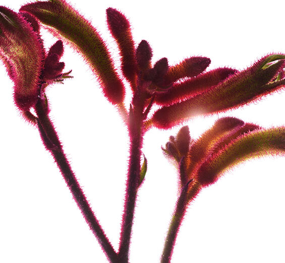 Kangaroo-kukka-Orgaaninen kengurunkukka-uute-Anigozanthos flavidus extract