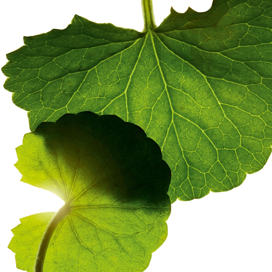 Centella asiatica-Asiaticosidi-Asiaticoside