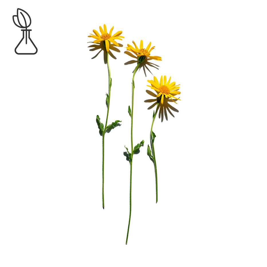 Arnika-Arnikauute-Arnica montana flower extract