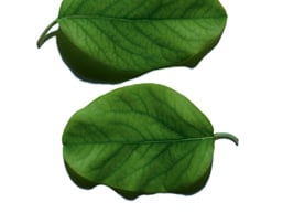 Quince leaf ingredient 