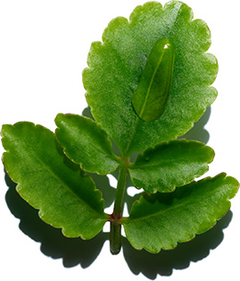 Leaf of life ingredient