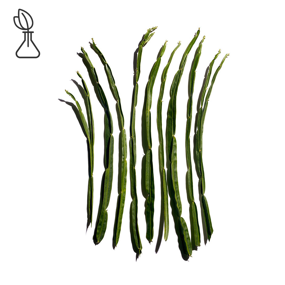 Baccharis-Baccharis-uute-Baccharis genistelloides extract