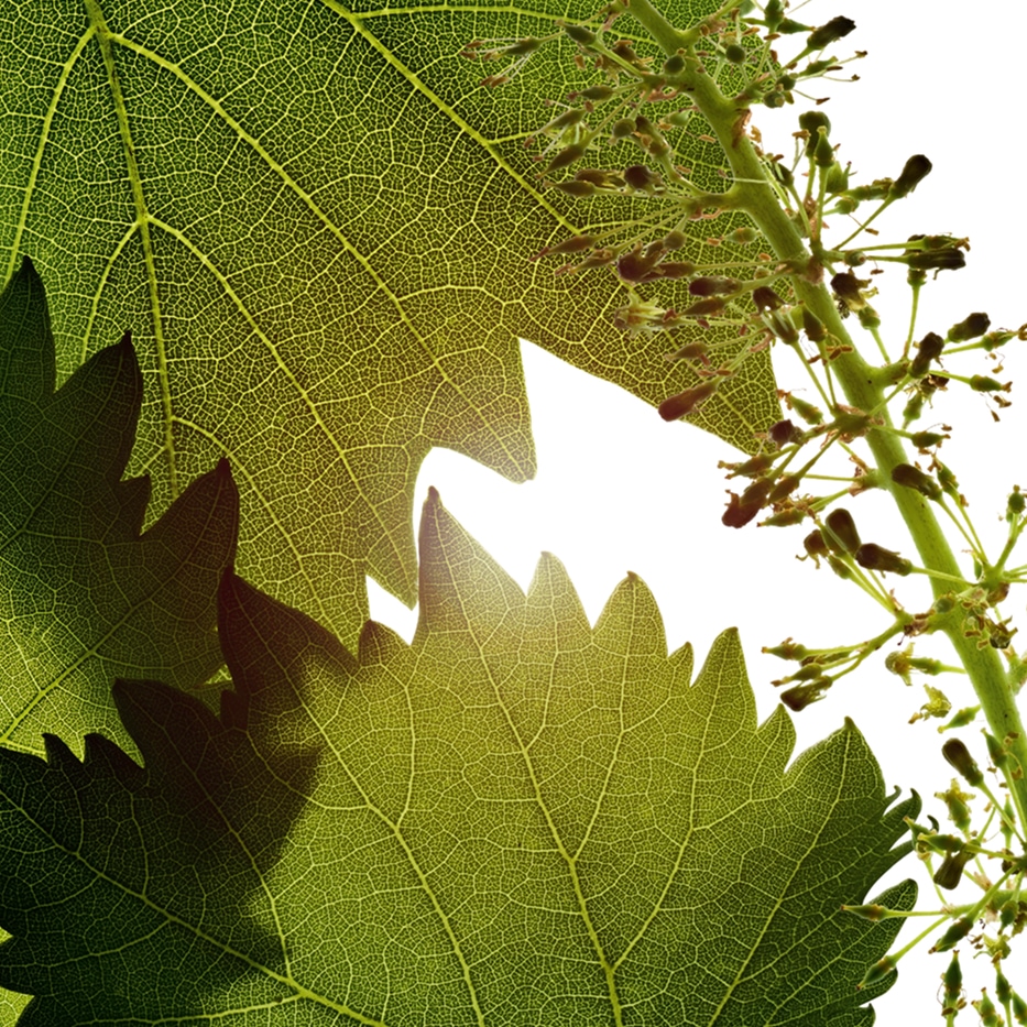 Viini-Viinirypäleiden kukkien soluekstrakti-Vitis vinifera (grape) flower cell extract