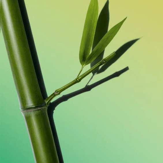 Bambupuder