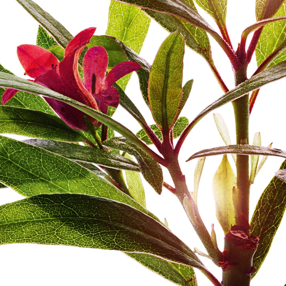Alpenruusu-Alpenroosiuute-Rhododendron ferrugineum extract