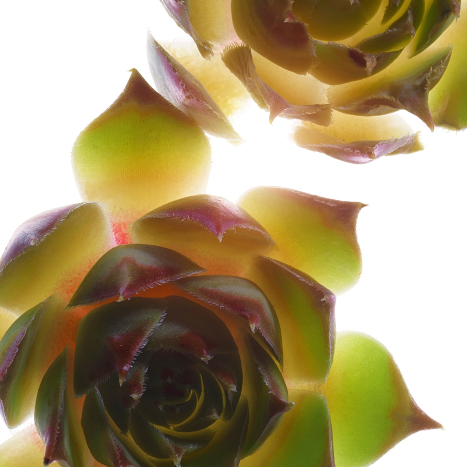 Häkkilä-Luomu talvikki-uute-Sempervivum tectorum extract