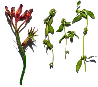 Kangaroo Paw and organic Mitracarpus visual