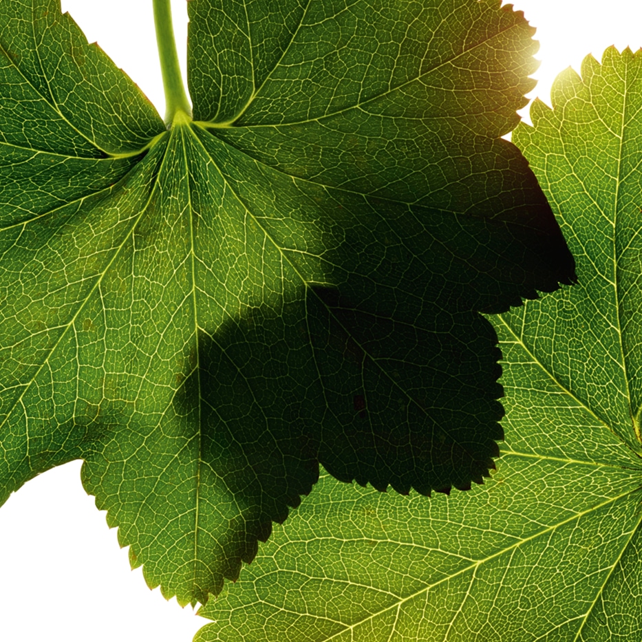 Naisten viitta-Naisten vaateuutteen uute-Alchemilla vulgaris extract