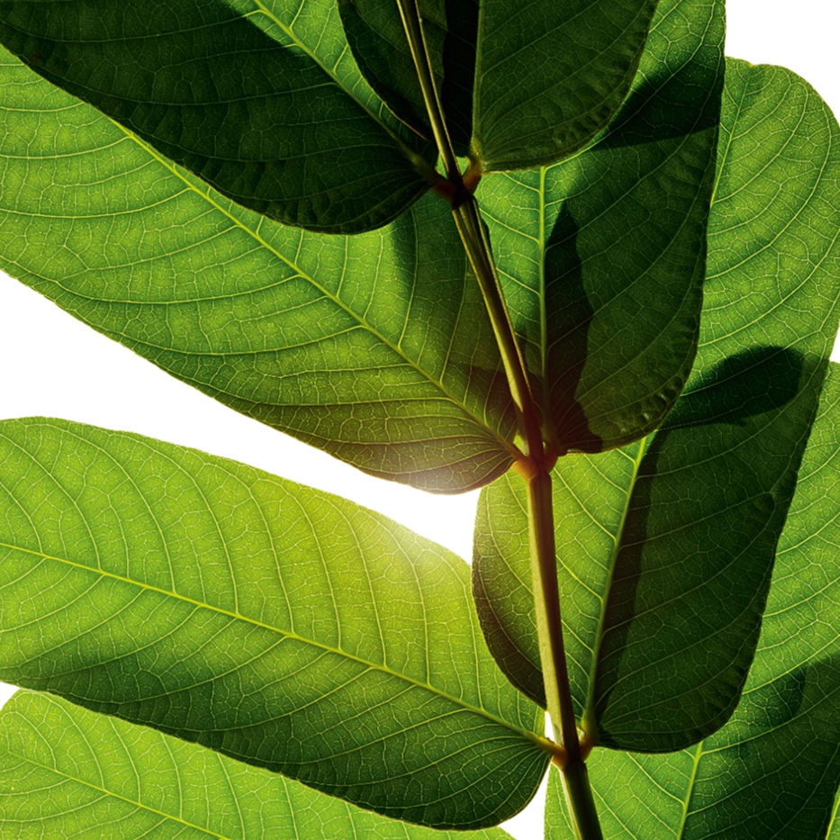 Senna-Senna-uute-Cassia alata leaf extract