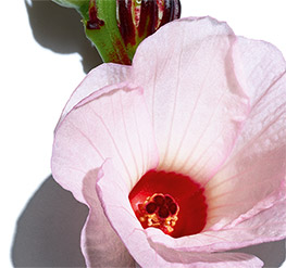 Hibiscus sabdariffa flower acids