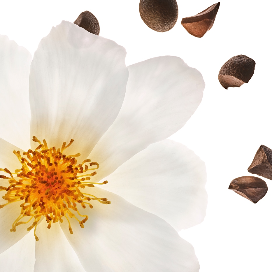 Kamellia-Luomu kameliaöljy-Camellia oleifera seed oil