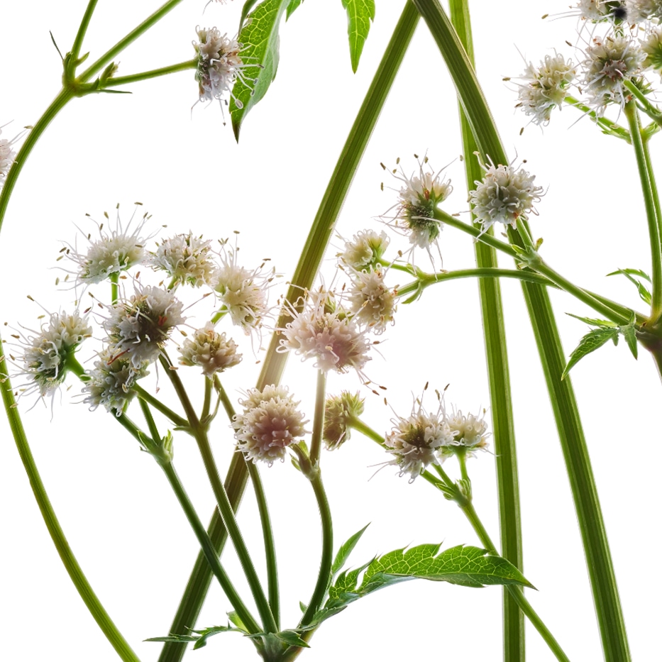 Sanikkeli-Orgaaninen saniainen uute-Sanicula europaea extract