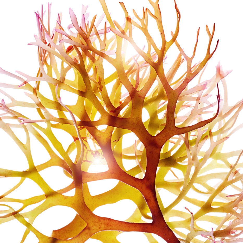 Irlantilainen sammal-Irlantilainen sammaluute-Chondrus crispus (carrageenan) extract