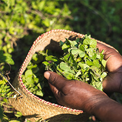 Centella asiatica ingredient