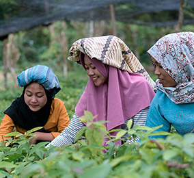 Kuva riisipellolla työskentelevistä naisista