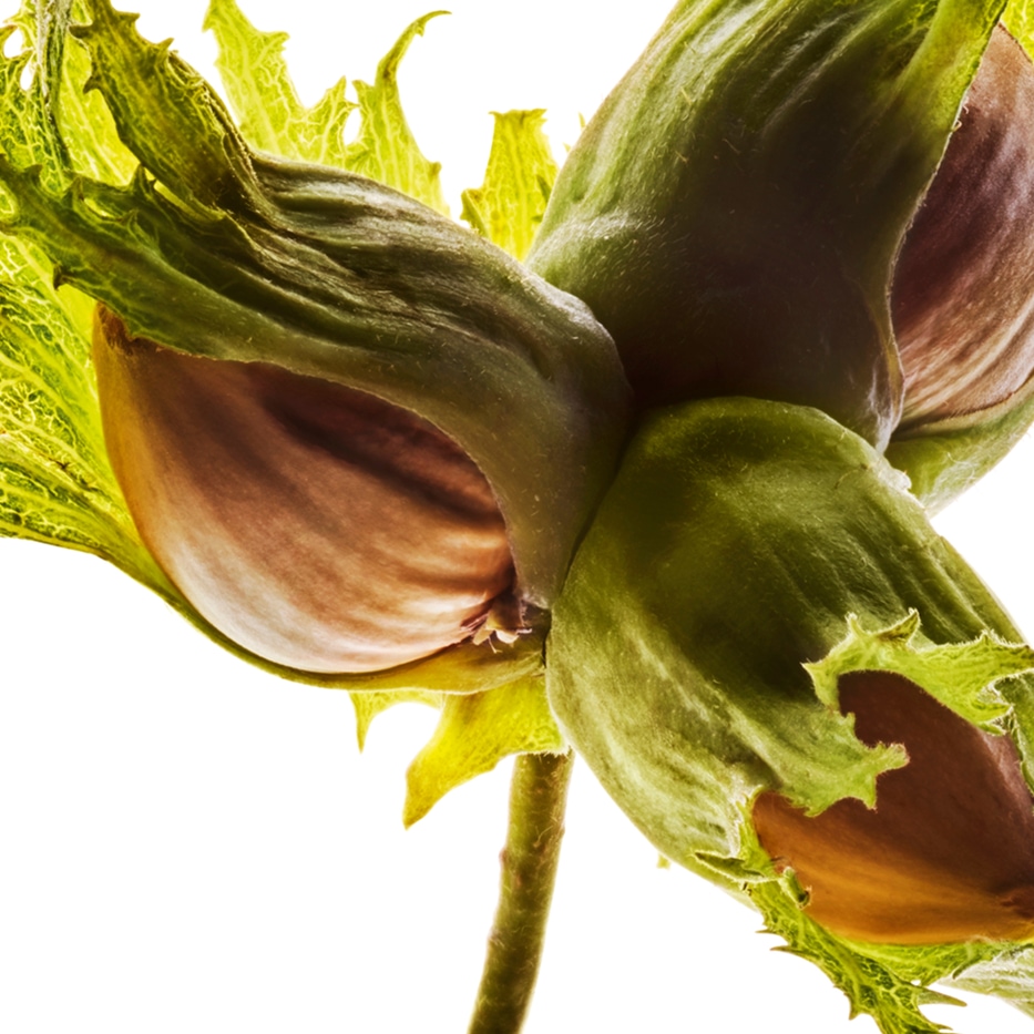 Häkkeli-Luomu hasselpähkinäöljy-Corylus avellana (hazel) seed oil