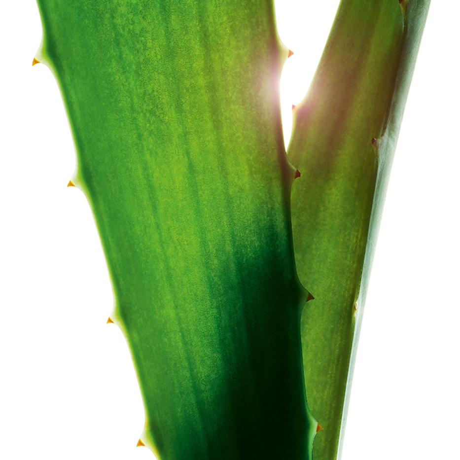 Aloe vera-Aloe vera -uute-Aloe barbadensis leaf juice,aloe barbadensis leaf juice powder
