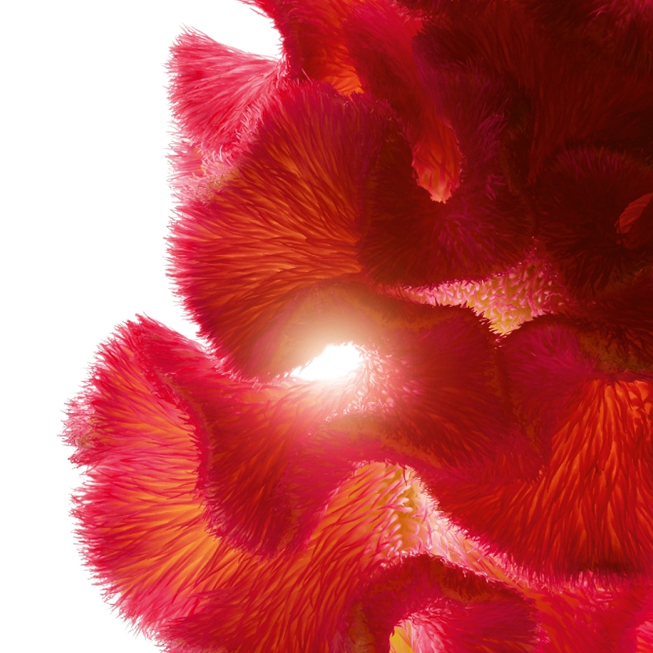 Celosia-Celosia-uute-Celosia cristata flower extract