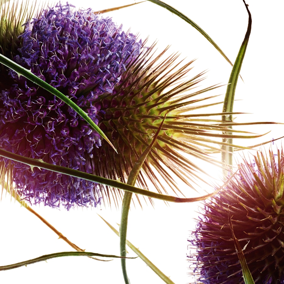 Teasel-Teasel-uute-Dipsacus sylvestris extract