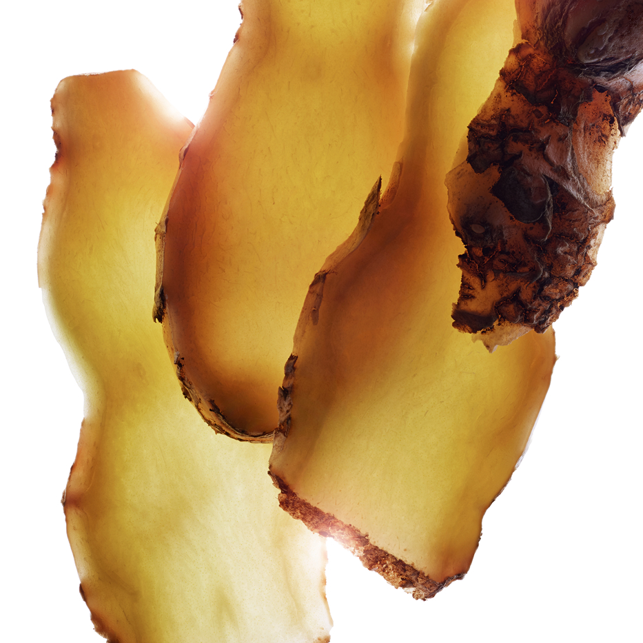 Zerumbet-inkivääri-Zerumbet-inkiväärin uute-Zingiber zerumbet extract