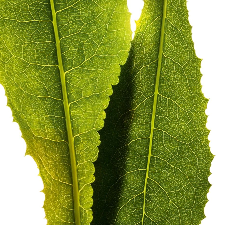 Sikuri-Cikoria-uute-Cichorium intybus (chicory) leaf extract