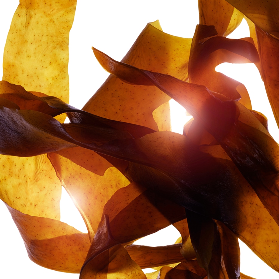 Wakame-Orgaaninen wakame-uute-Undaria pinnatifida extract