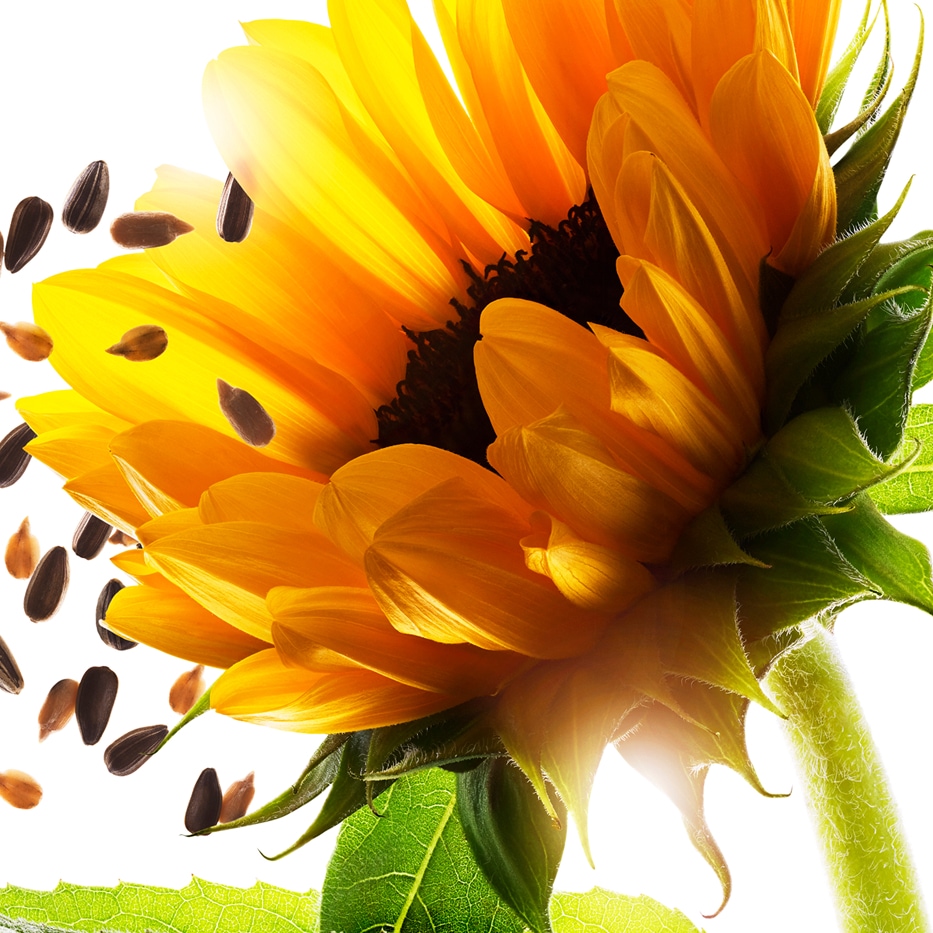 Auringonkukka-Auringonkukka-auxiinit-Helianthus annuus (sunflower) extract