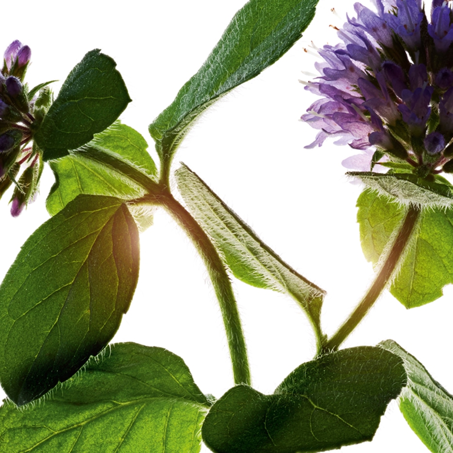 Vesiminttu-Luonnollinen vesiminttu-Mentha aquatica leaf extract