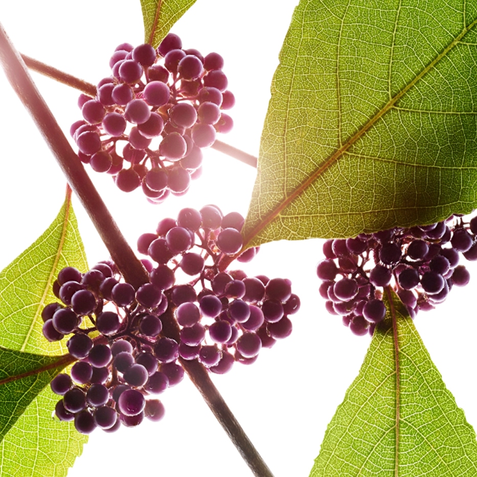 Kauneusmarja-Kauneusmarja-uute-Callicarpa japonica fruit extract