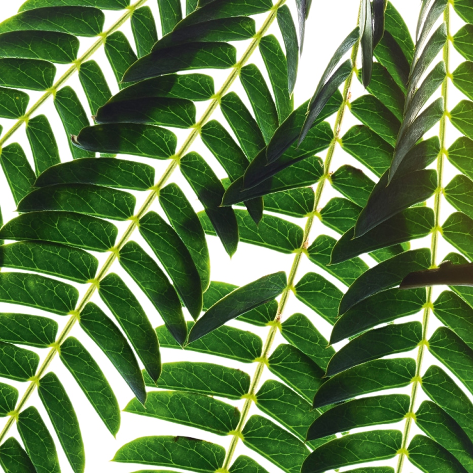 Albizia-Albizia-uute-Albizia julibrissin bark extract