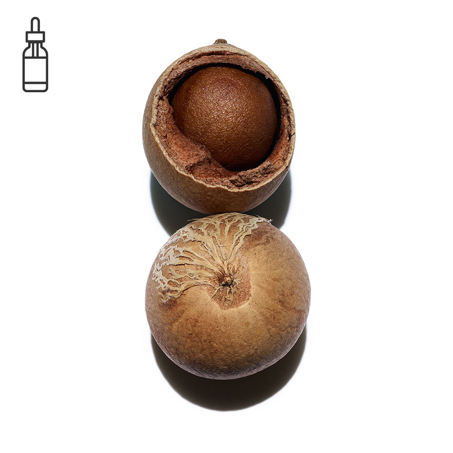 Tamanu-Orgaaninen tamanu-öljy-Calophyllum inophyllum seed oil