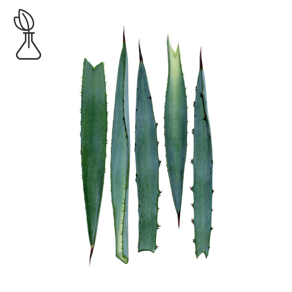 Sininen agave-Sininen agave-uute-Agave tequilana leaf extract