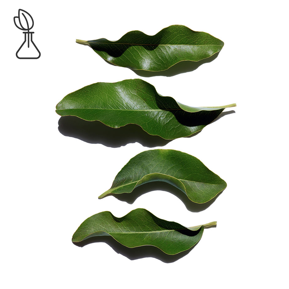 Afrikkalainen eboni-Orgaaninen afrikkalainen ebony-uute-Diospyros mespiliformis leaf extract