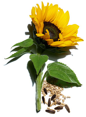 Sunflower visual